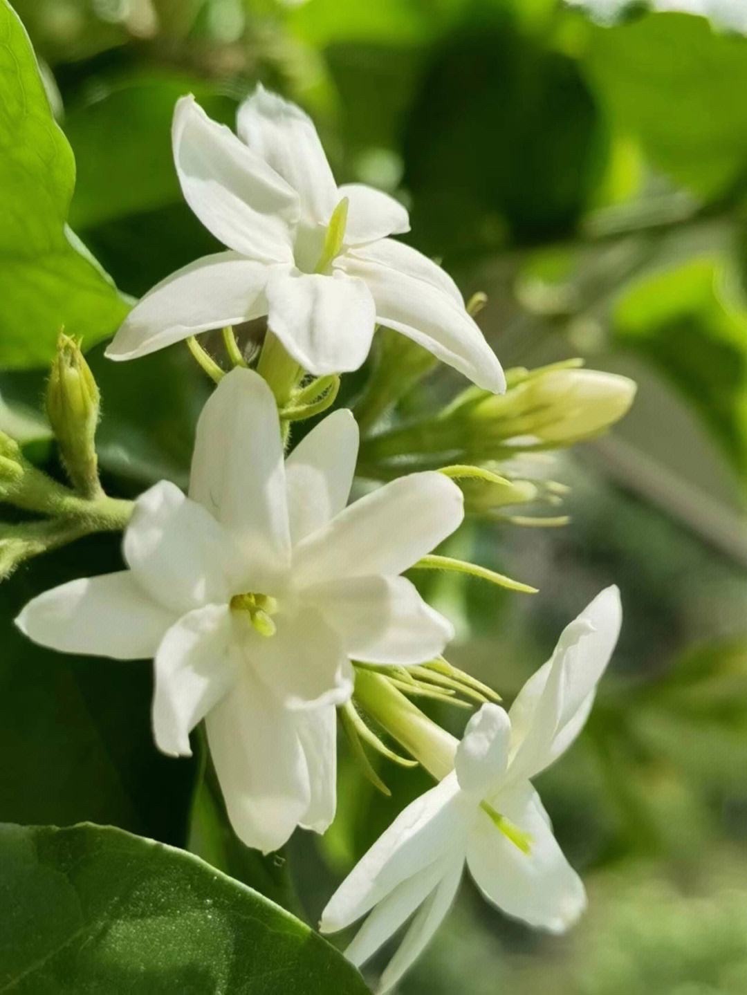 阳光照射短花期长又好养的花,7种漂亮的花喜阴怕阳光