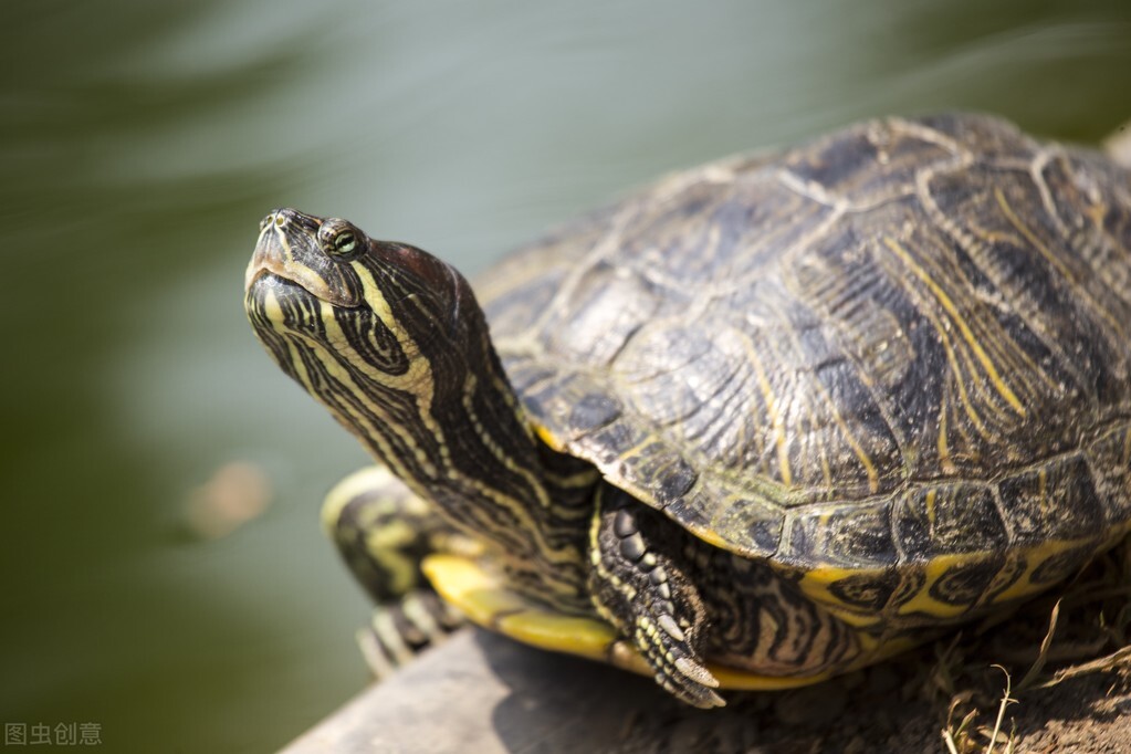 养龟的7大禁忌草龟,中华草龟养龟指南最新