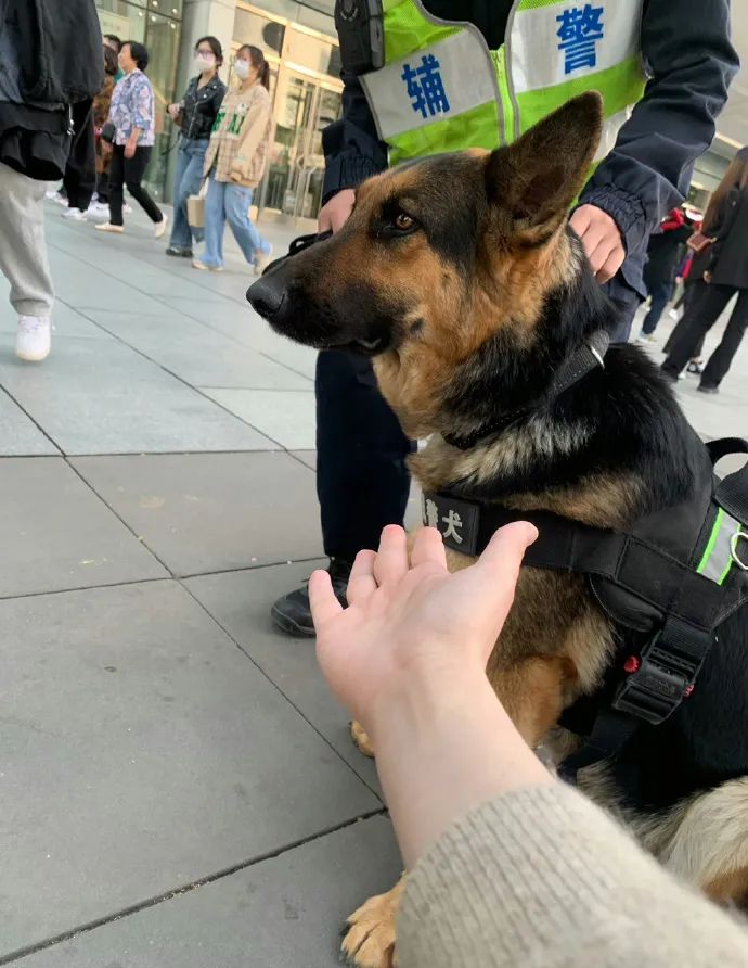 笑死！狗子1个蛋上被蚊子咬了8个包，成巨蛋小子了！