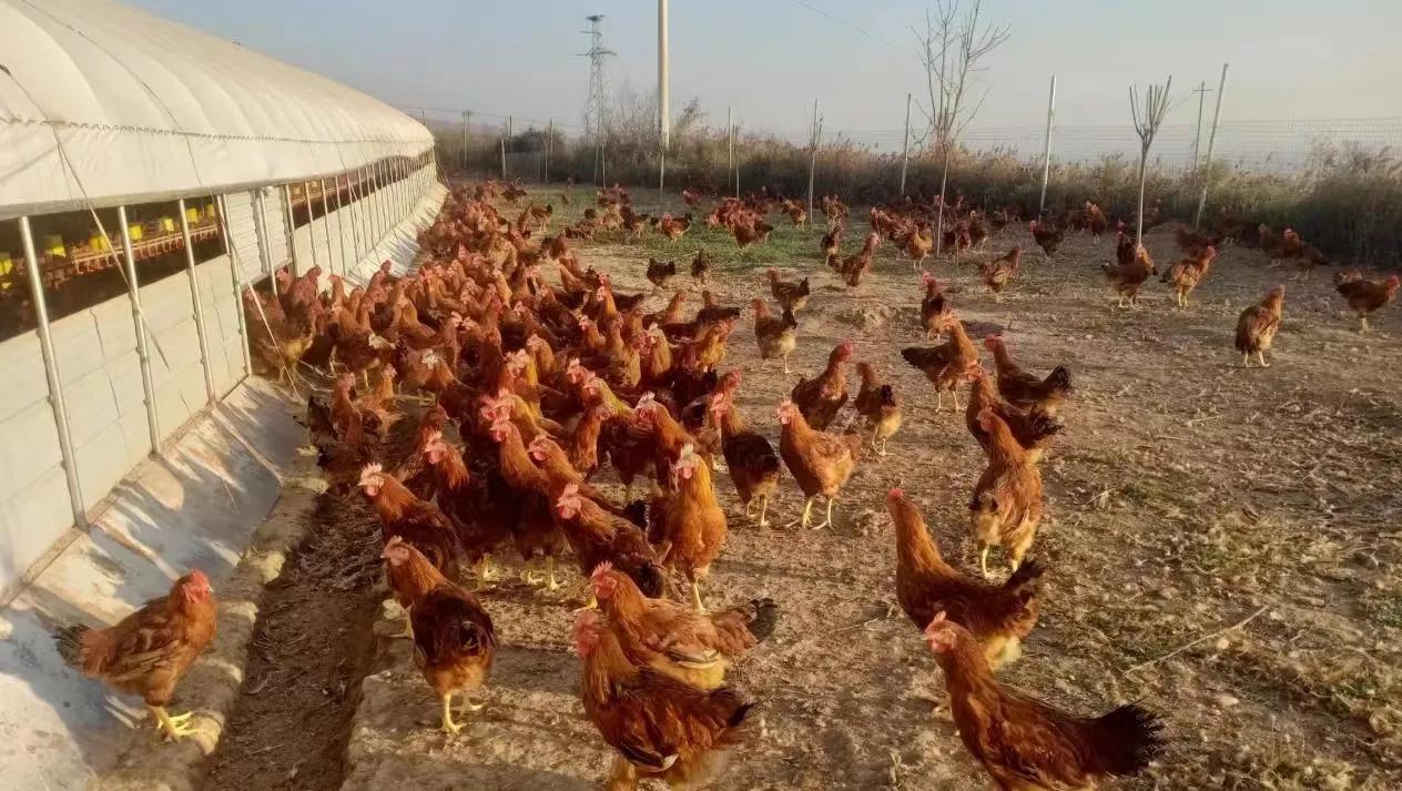 凤翔虢镇养鸡户,宝鸡凤翔养鸡