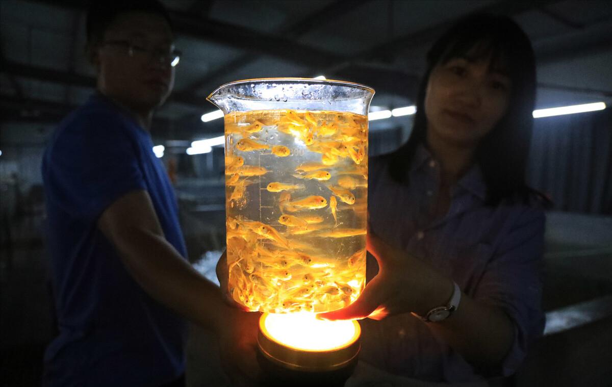 每年放流大黄鱼,现在野生的大黄鱼是以前放流的吗