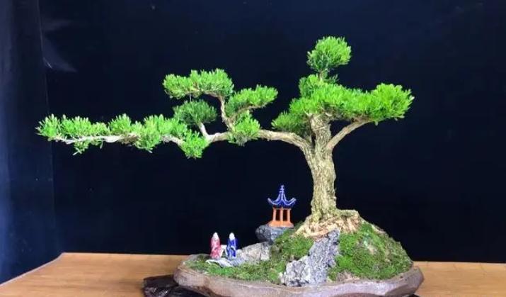 黄杨老桩盆景的养护方法,黄杨老桩不套袋怎么发芽