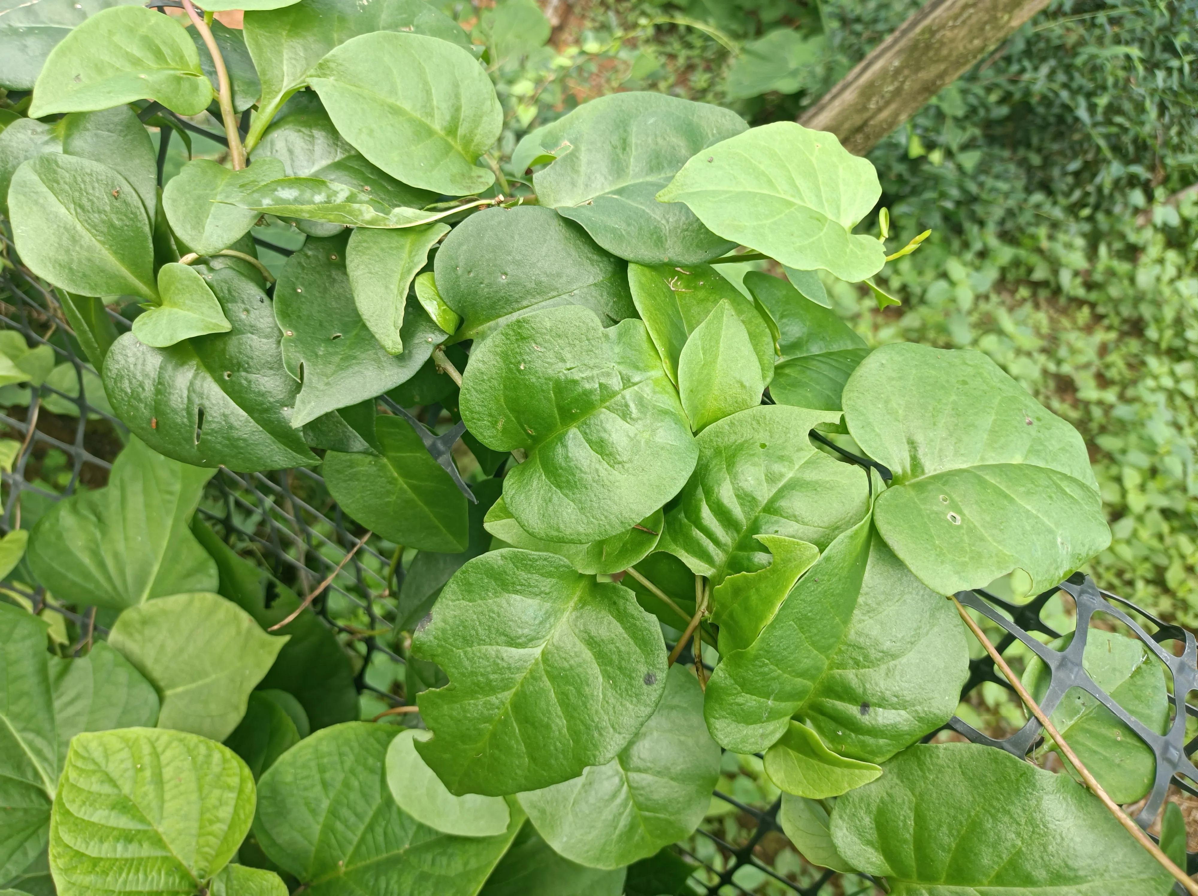 以臭为名的野菜，被农村人称为“消炎草”，解决了不少人的烦恼