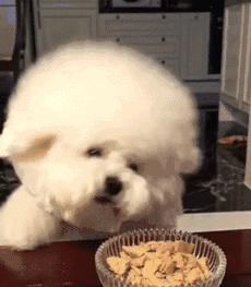 比熊犬老是舔人怎么办,比熊犬总是舔鞋子怎么制止