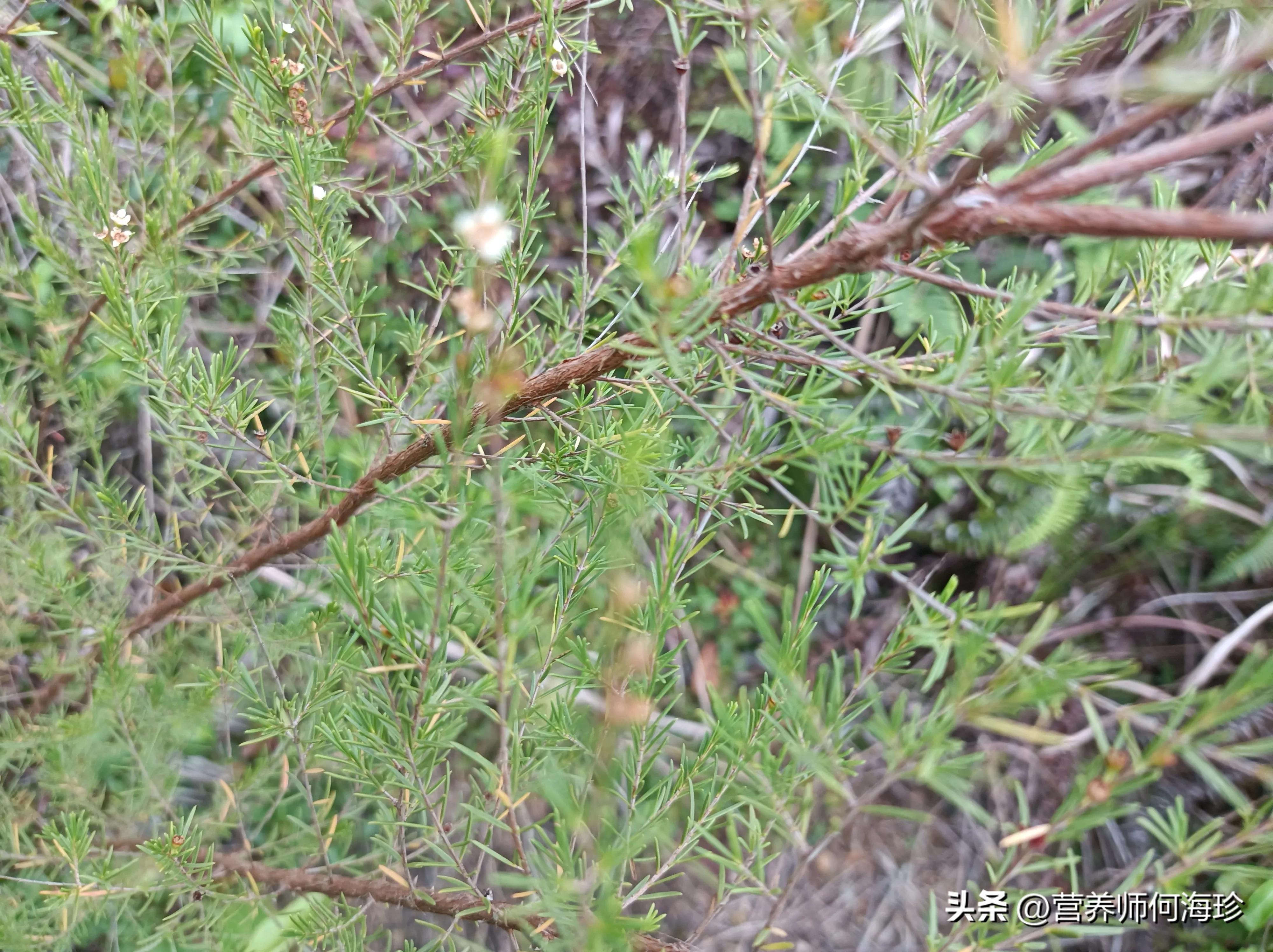 瑙傞煶鎵笟,瑙傞煶鎵妸