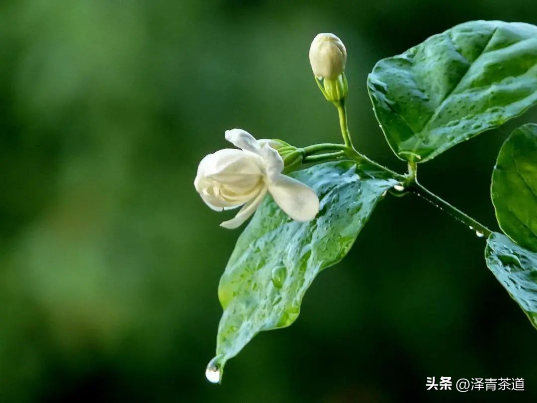 写春天的著名唐诗宋词加赏析,十首描写春天的宋词