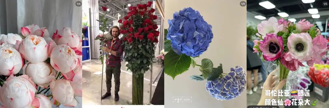 郁金香是不是智商税,郁金香是毒花吗