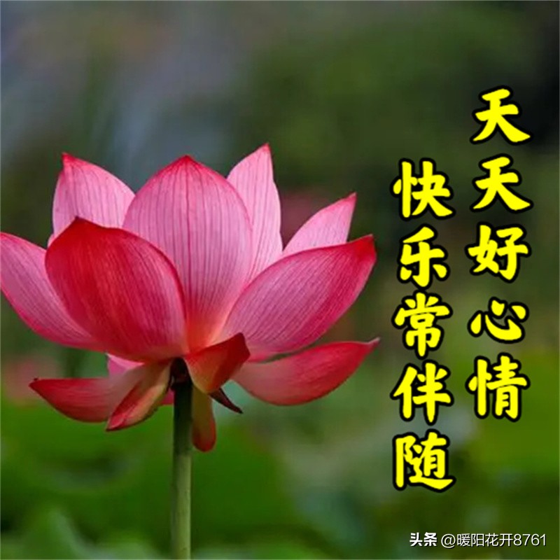 周三早安问候语简短一句话图片,早安问候语最暖心的图片