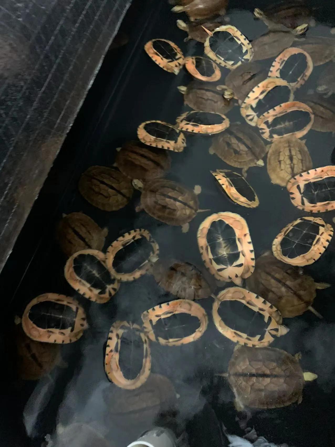 金钱龟饲养水里加盐吗,养金钱龟要放多少水