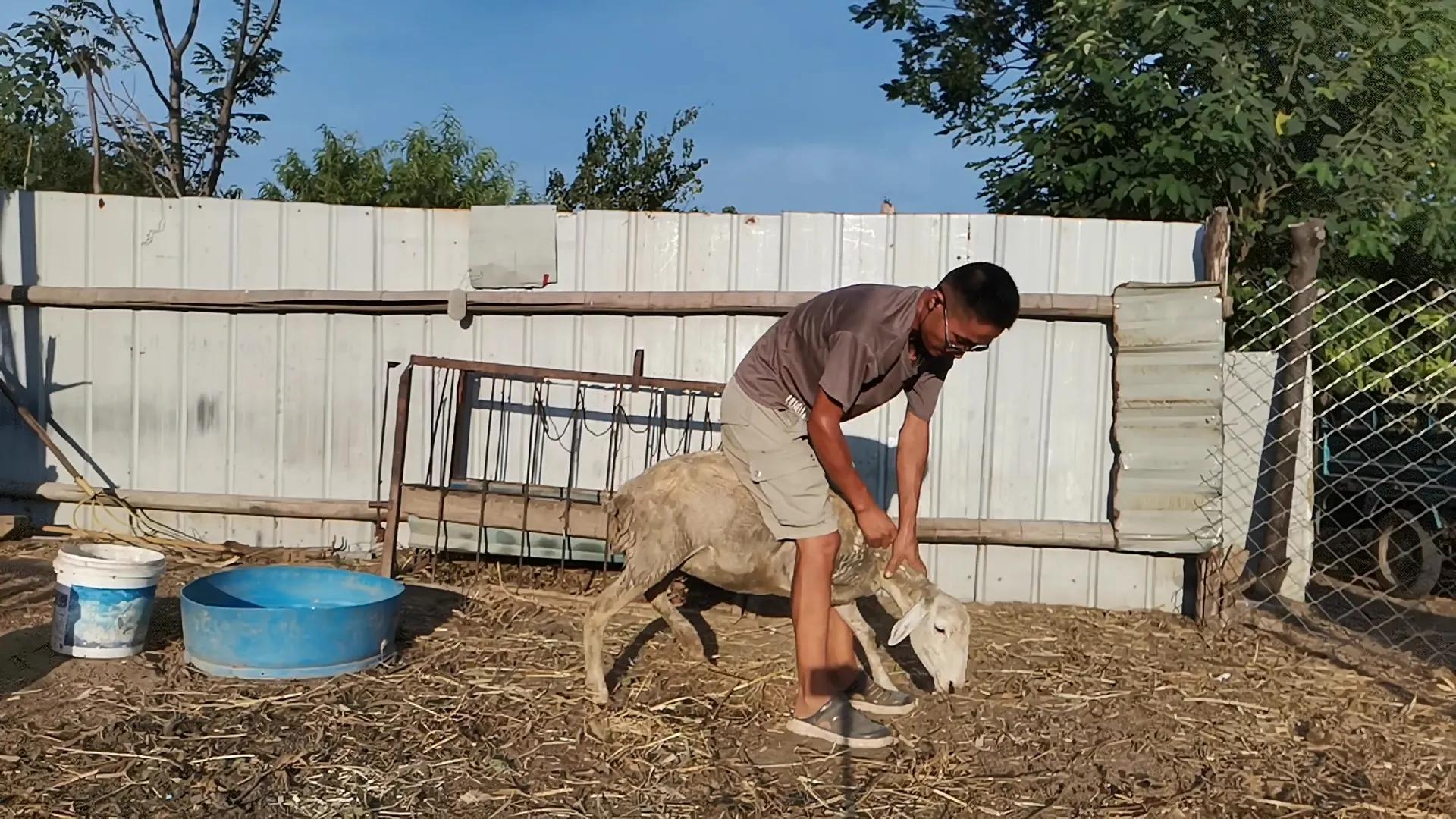 卖羊秘诀,怎样卖羊最有效