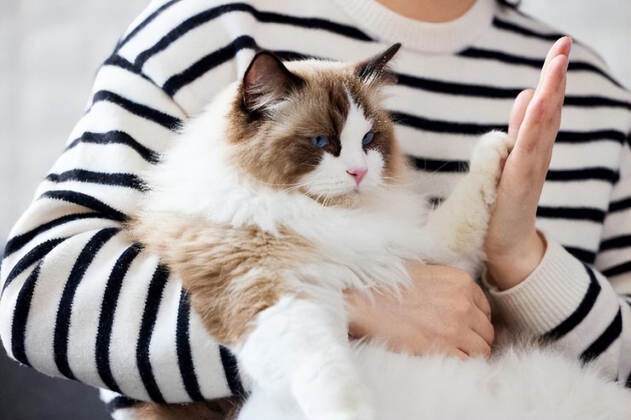 狗狗用的皮肤病药猫咪能用么,盐酸特比萘芬喷雾剂猫咪掉毛