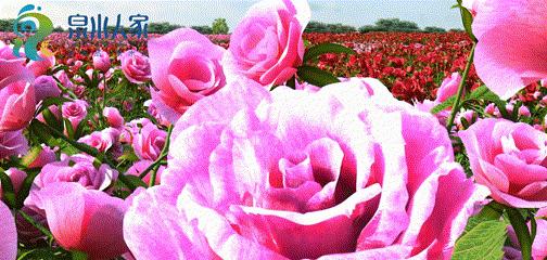 山东省平阴县玫瑰花海,平阴玫瑰万亩花海花期