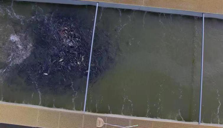 内循环环形跑道或圆形跑道养鱼,养鱼养殖场利润模式