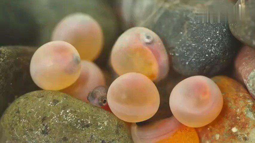 劝君莫食三月鲫好钓鱼吗,劝君莫食三月鲫能钓鱼吗