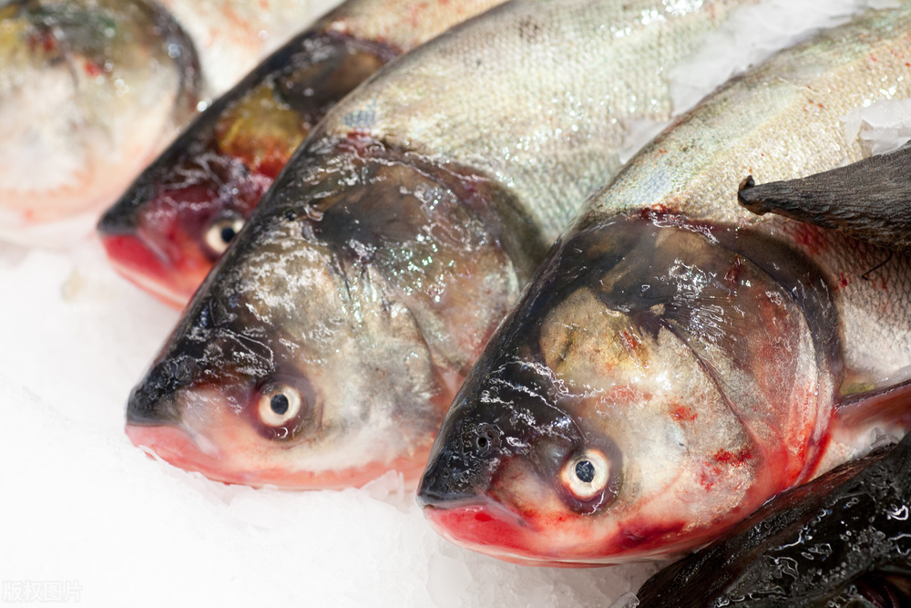 选择水产酵母菌哪种最好,选冰鲜虾