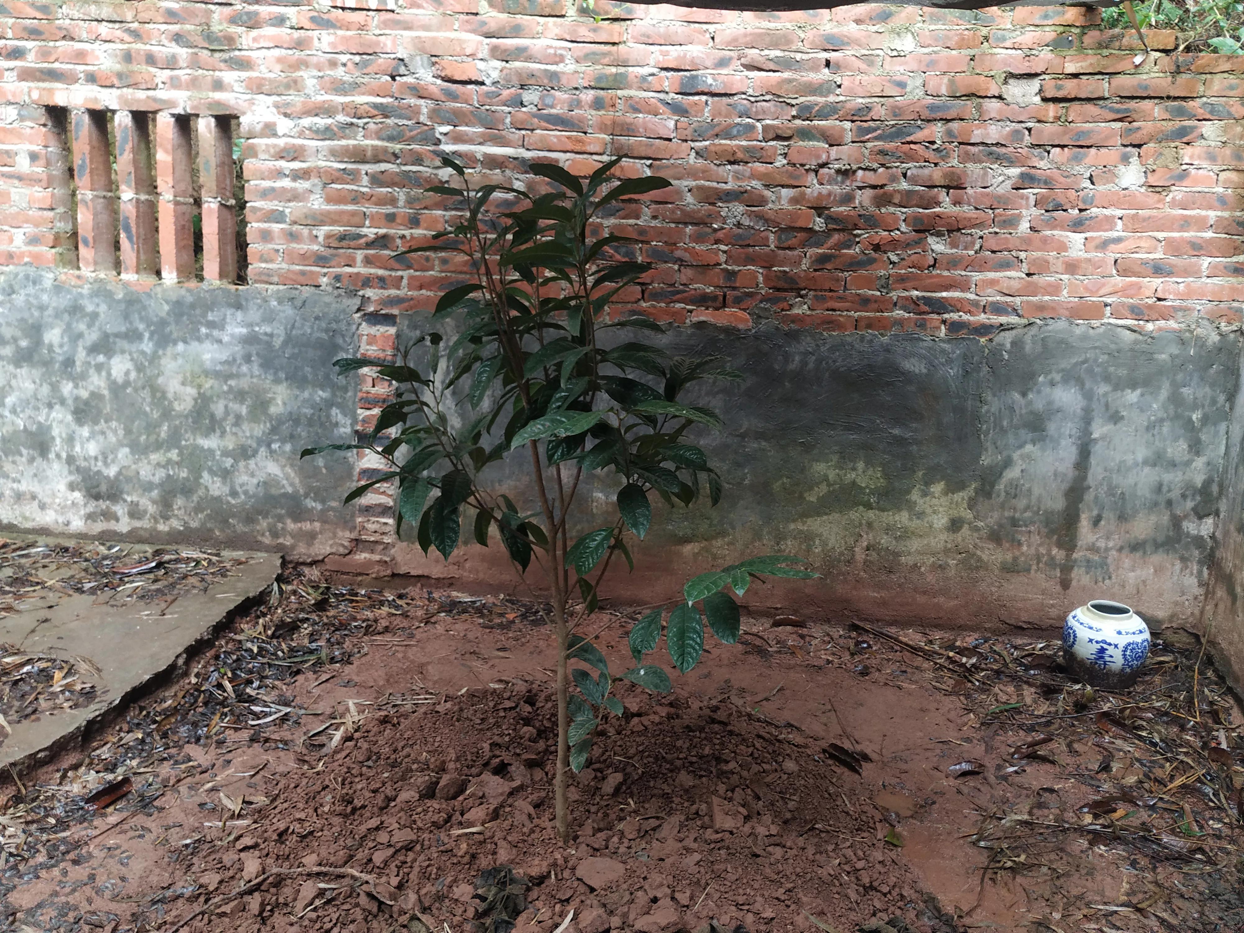 种金花茶的技术和方法,金花茶树苗怎么种植