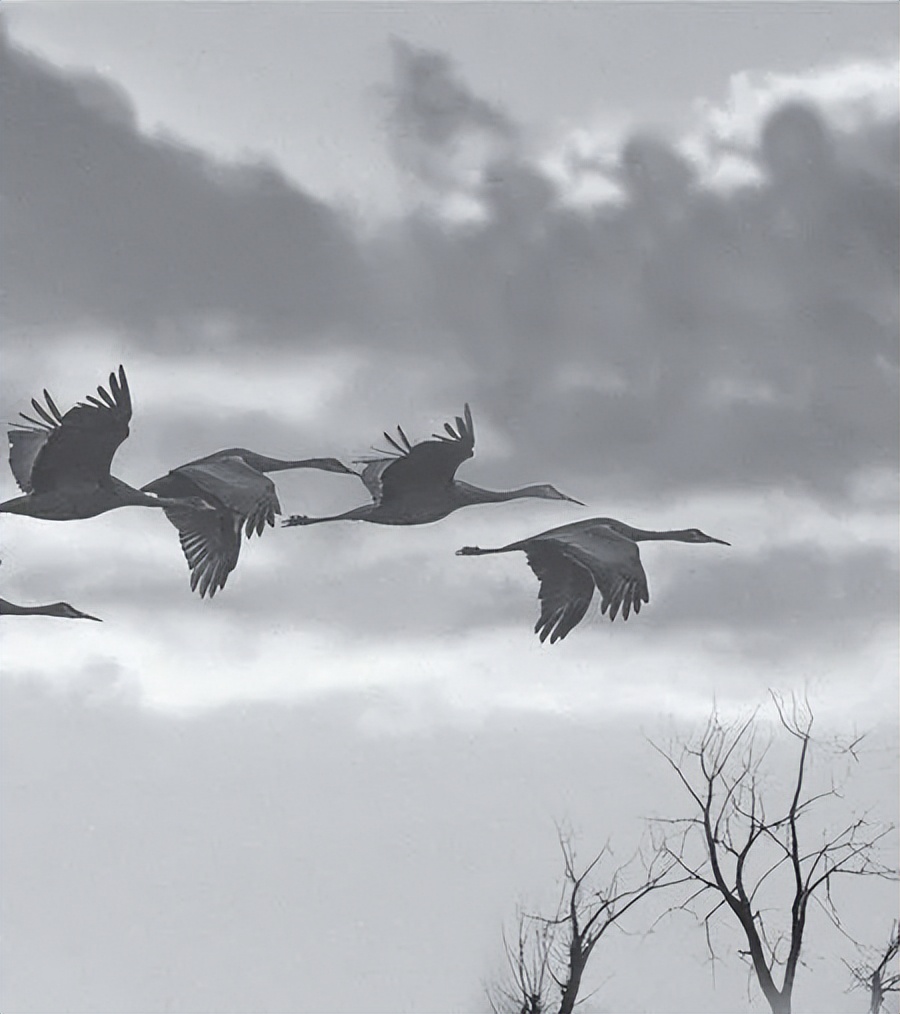 军事演习中，海陆空三军成立体状活跃在海边，火箭炮车也出动了