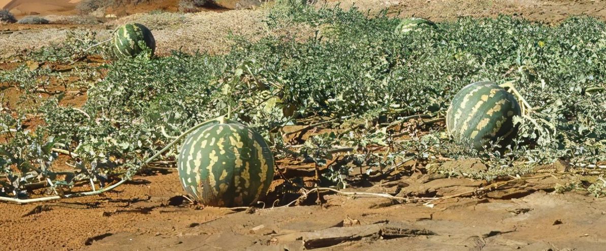 沙漠有西瓜为什么无人敢吃,沙漠里有西瓜为何没有人去吃