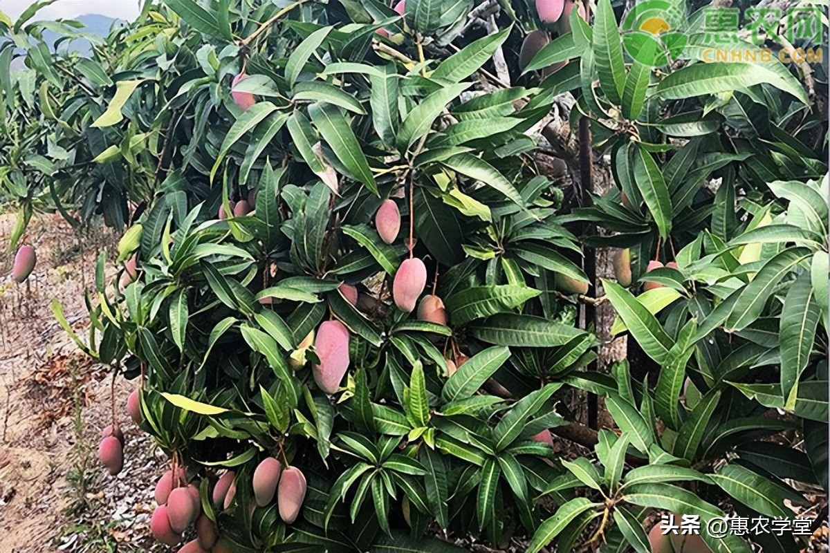 芒果怎么催熟最快方法最好,芒果怎么催熟最简单的方法