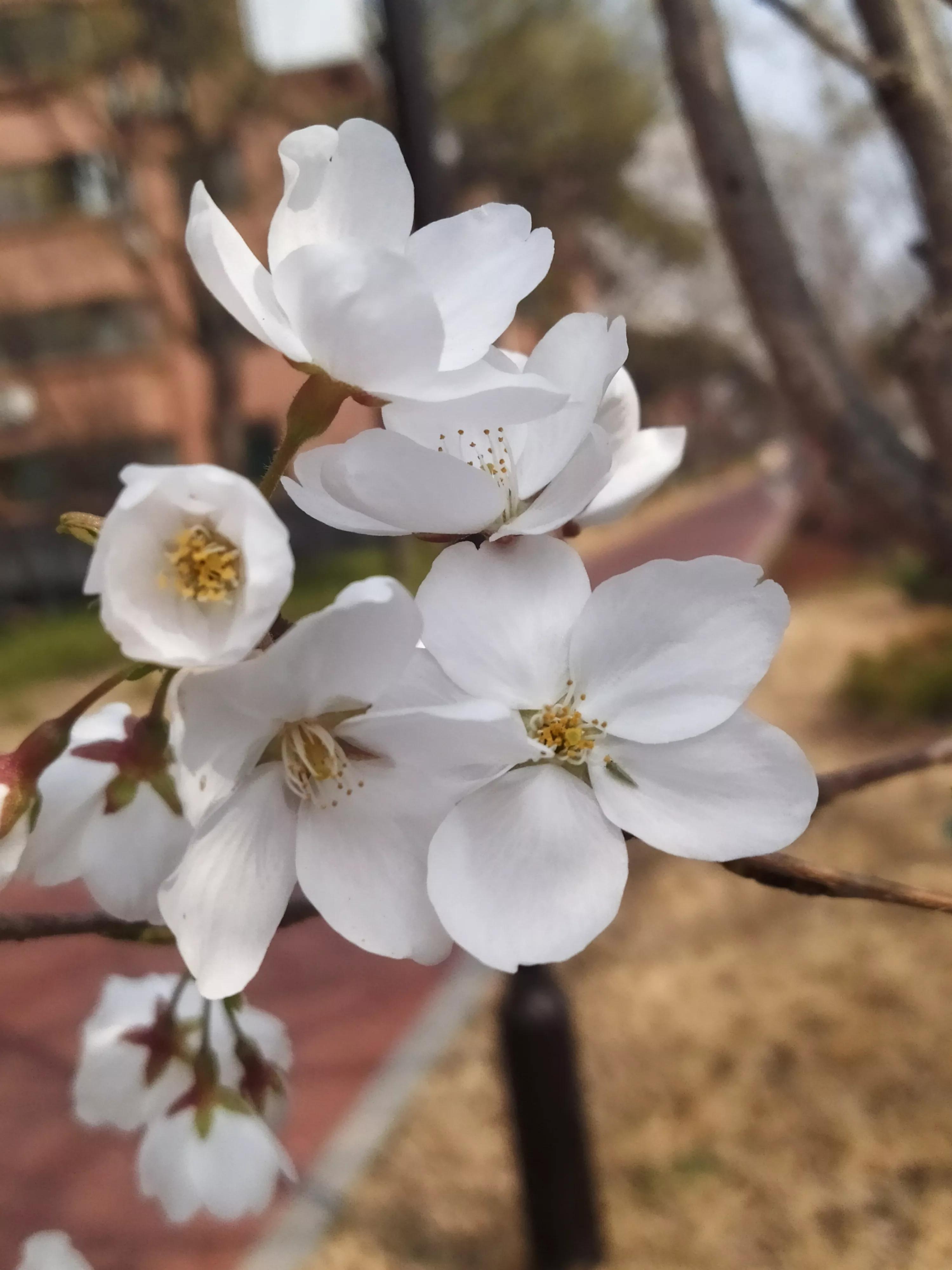樱花烂漫的唯美句子,樱花烂漫几多时李商隐