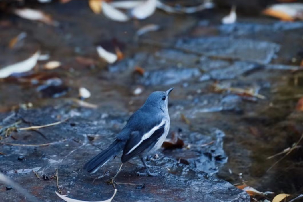 被做微商的人骗了一堆货怎么办,做微商被骗的亲身经历