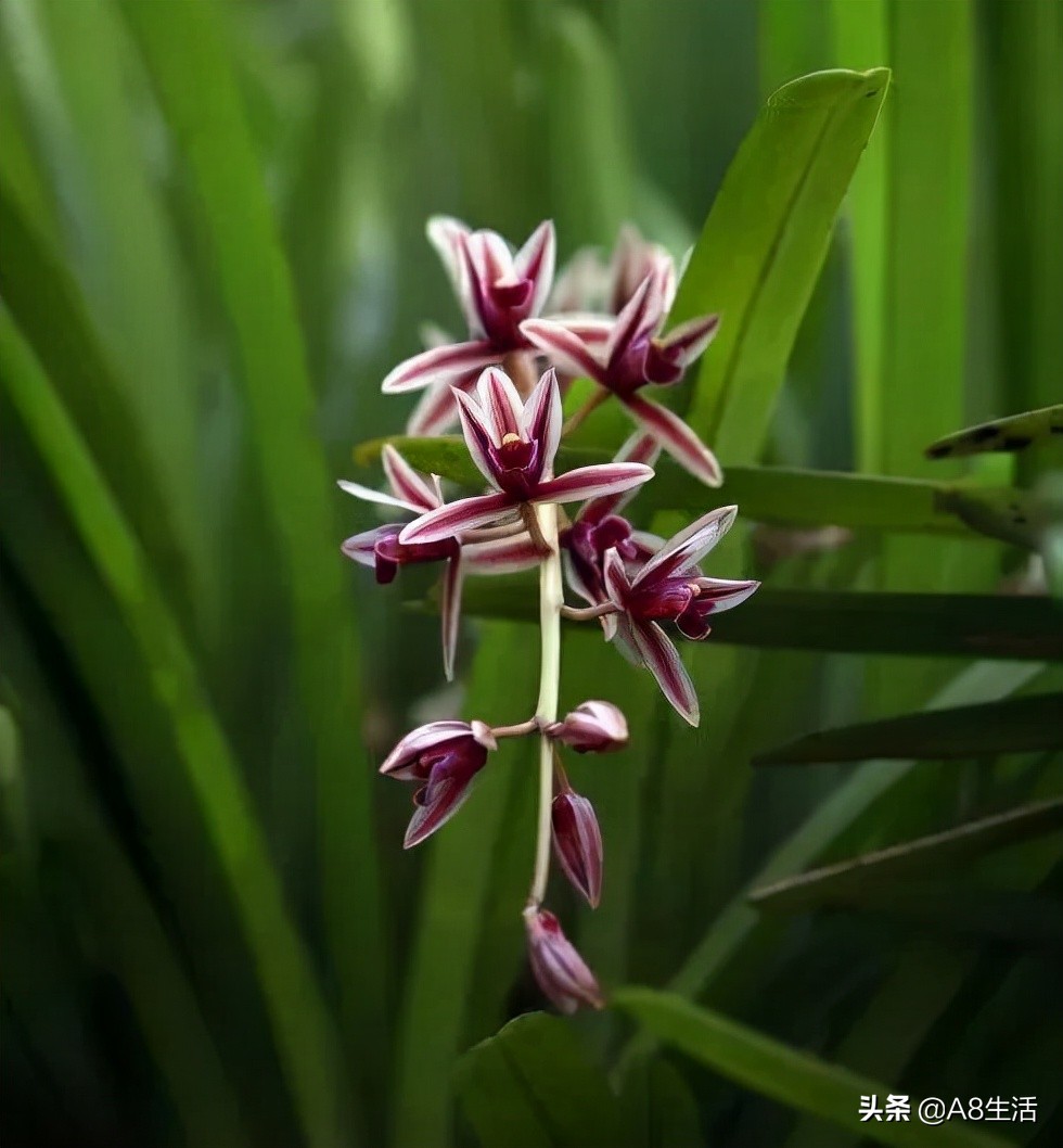 带你认识中华兰花纹瓣兰,顶级纹瓣兰图片
