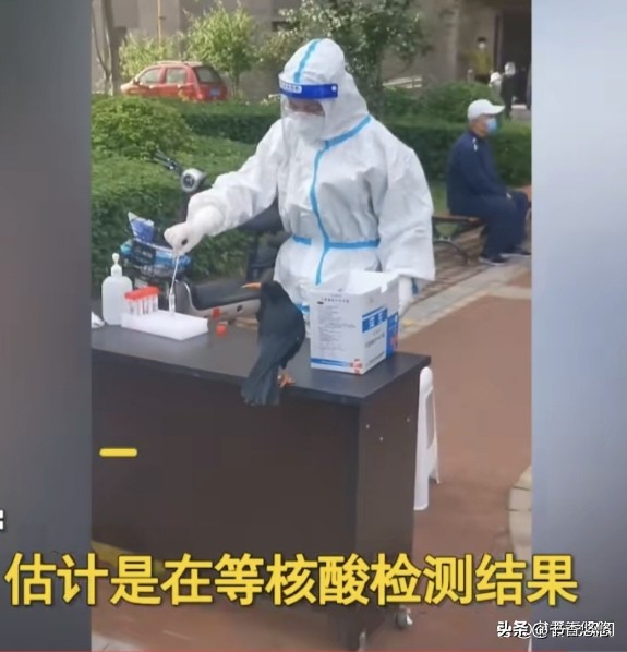 一只八哥飞来“插队”核检,一只八哥飞来插队