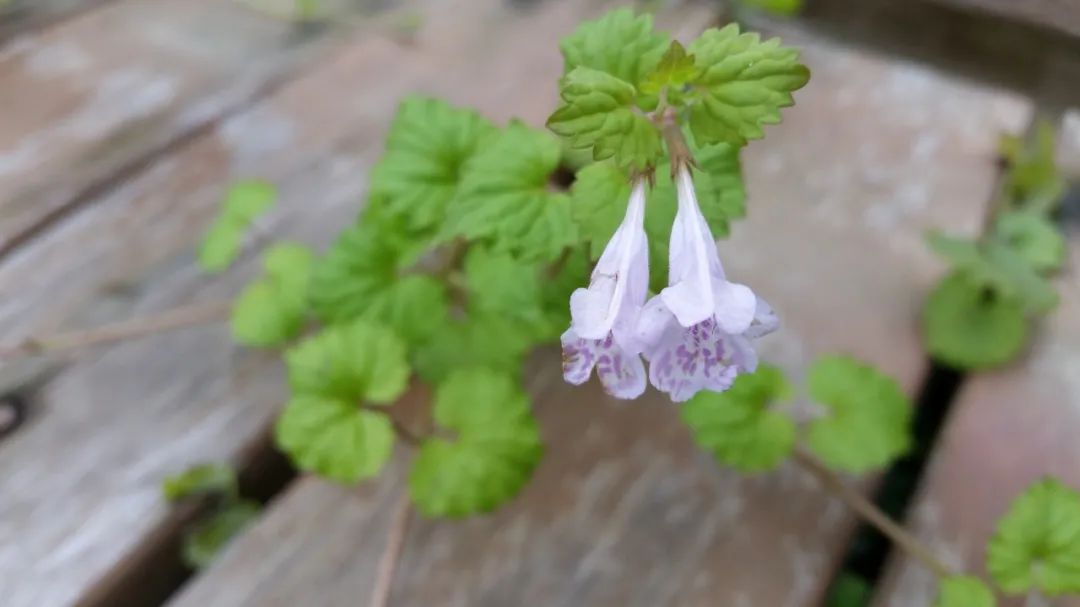 昨日的“活血丹”，今日的“园艺新宠”，这花儿还真奇妙