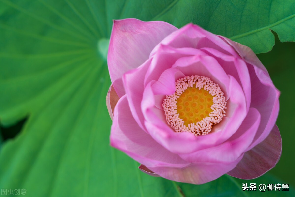 拍荷花怎么拍出高级感专业模式,如何拍出荷花高清图片