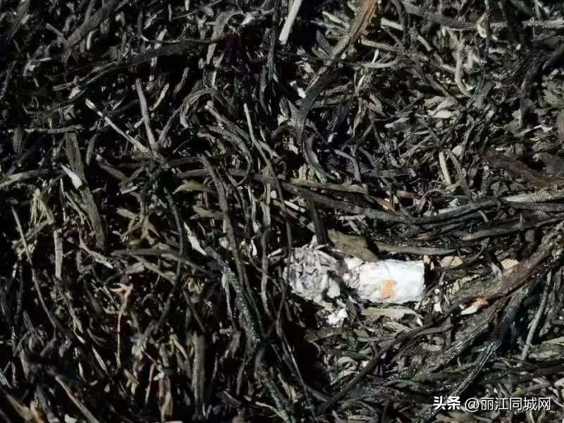 抽烟引发森林火灾却撒谎未带火种上山