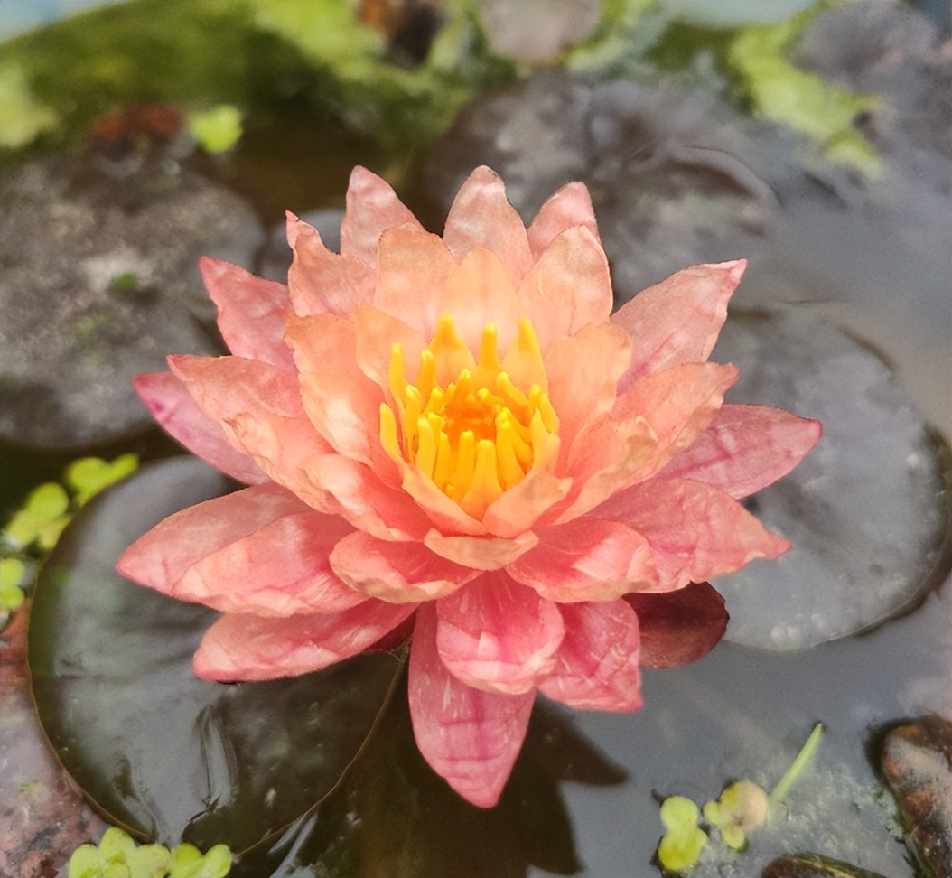 新手碗莲种不好教你一个小技巧,碗莲种藕多久开花