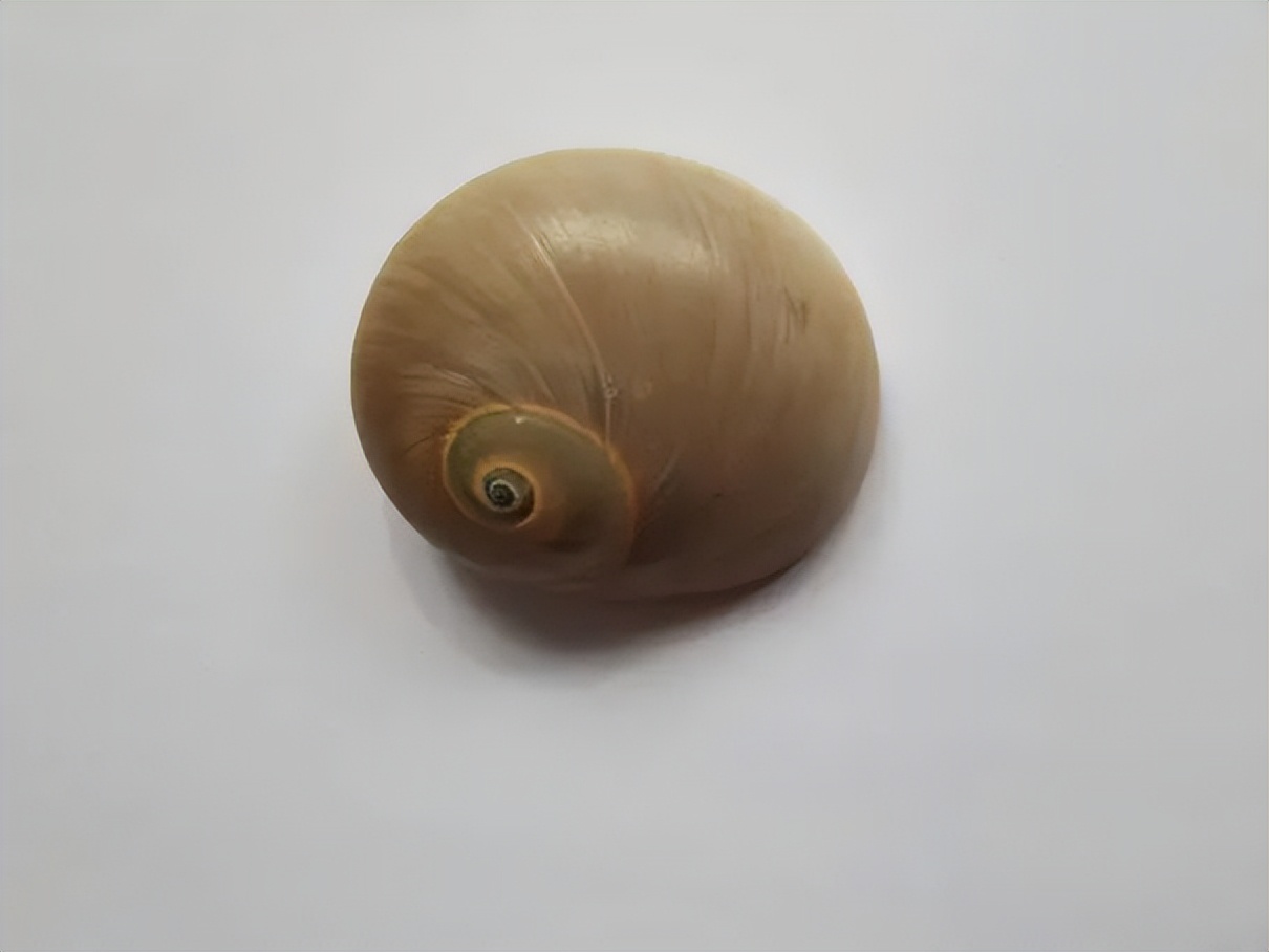 海南海鲜贝类有哪些,海南海鲜贝类