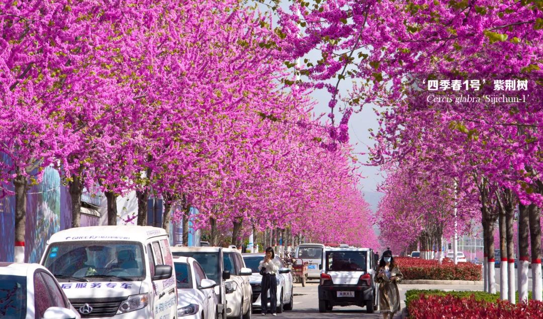世上最美的林荫大道,欣赏一下美丽的林荫大道