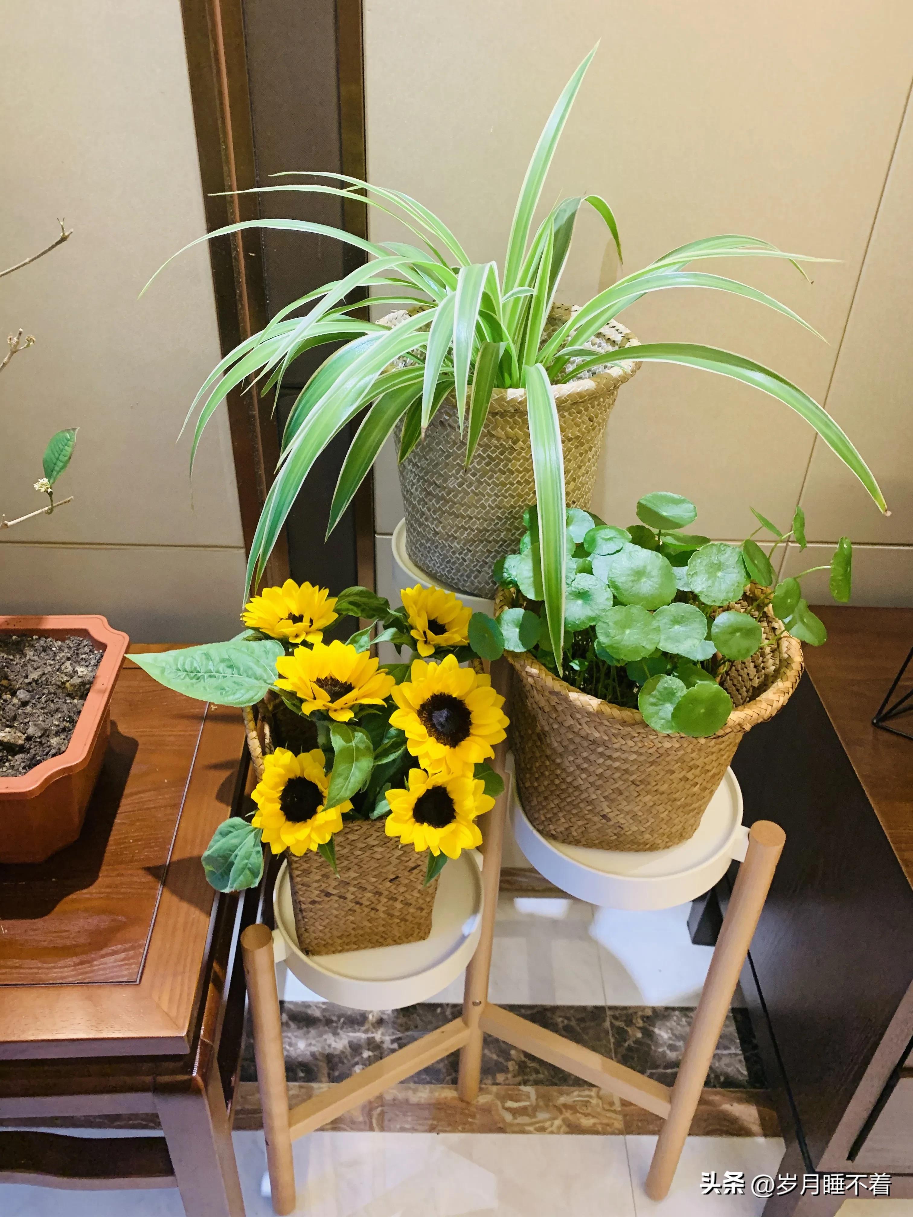 瞬间提升室内高级感的5种绿植,森系装修风格怎么在效果上展现