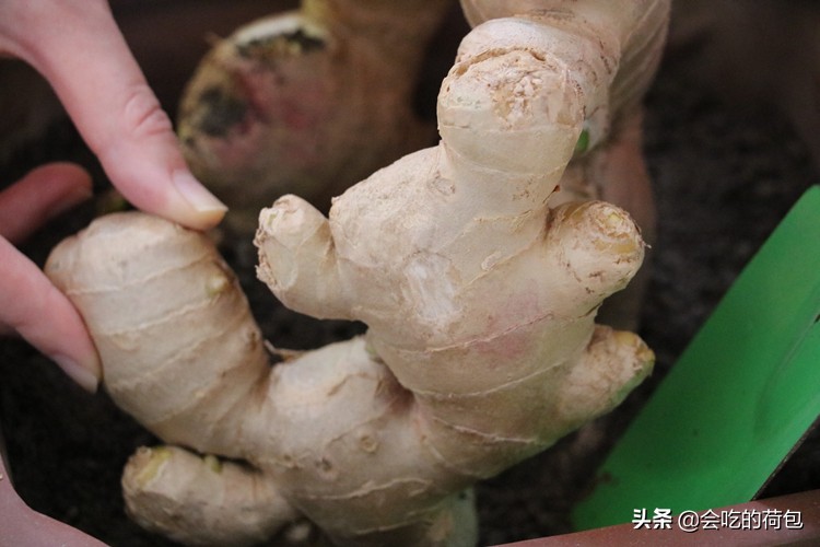 蔬菜储存方法大全，带你学会13种蔬菜的贮存技巧，一个月不用出门