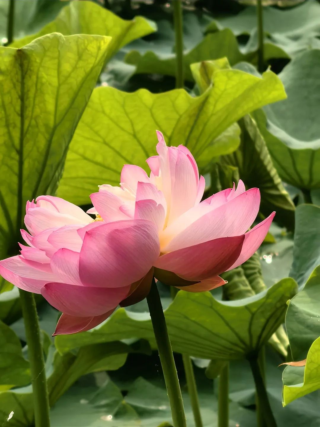 荷花睡莲你能分清吗,荷花和睡莲你能真的分得清楚吗