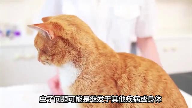 猫咪肚子里有虫家里怎么消毒,猫咪肚子里有寄生虫怎么去除