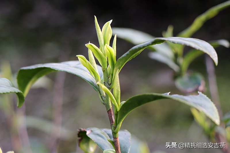 安吉白茶口感特点,贵州产安吉白茶和安吉白茶的区别