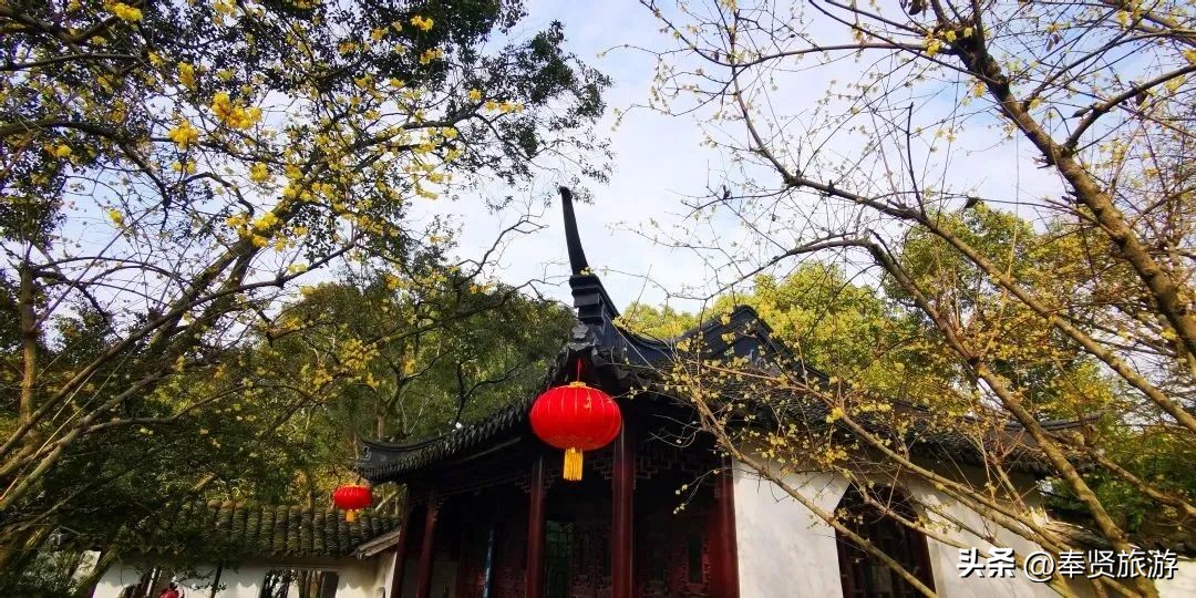 赏梅胜地梅园,赏梅好时节