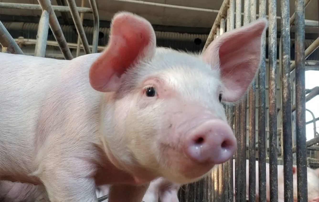 母猪脱肛了还能用吗？母猪脱肛了怎么办？养猪人先别慌！