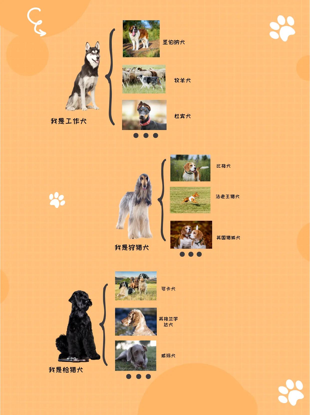 狗狗什么种类比较好,你知道狗狗种类有多少吗