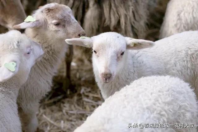 汪清不慎落水,汪清丢牛案始末