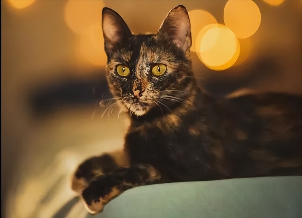 你以为你养的中华田园猫,家里养了中华田园猫