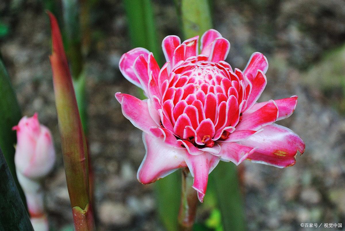 西双版纳旅游恶劣事件,云南西双版纳导游针对游客不购物