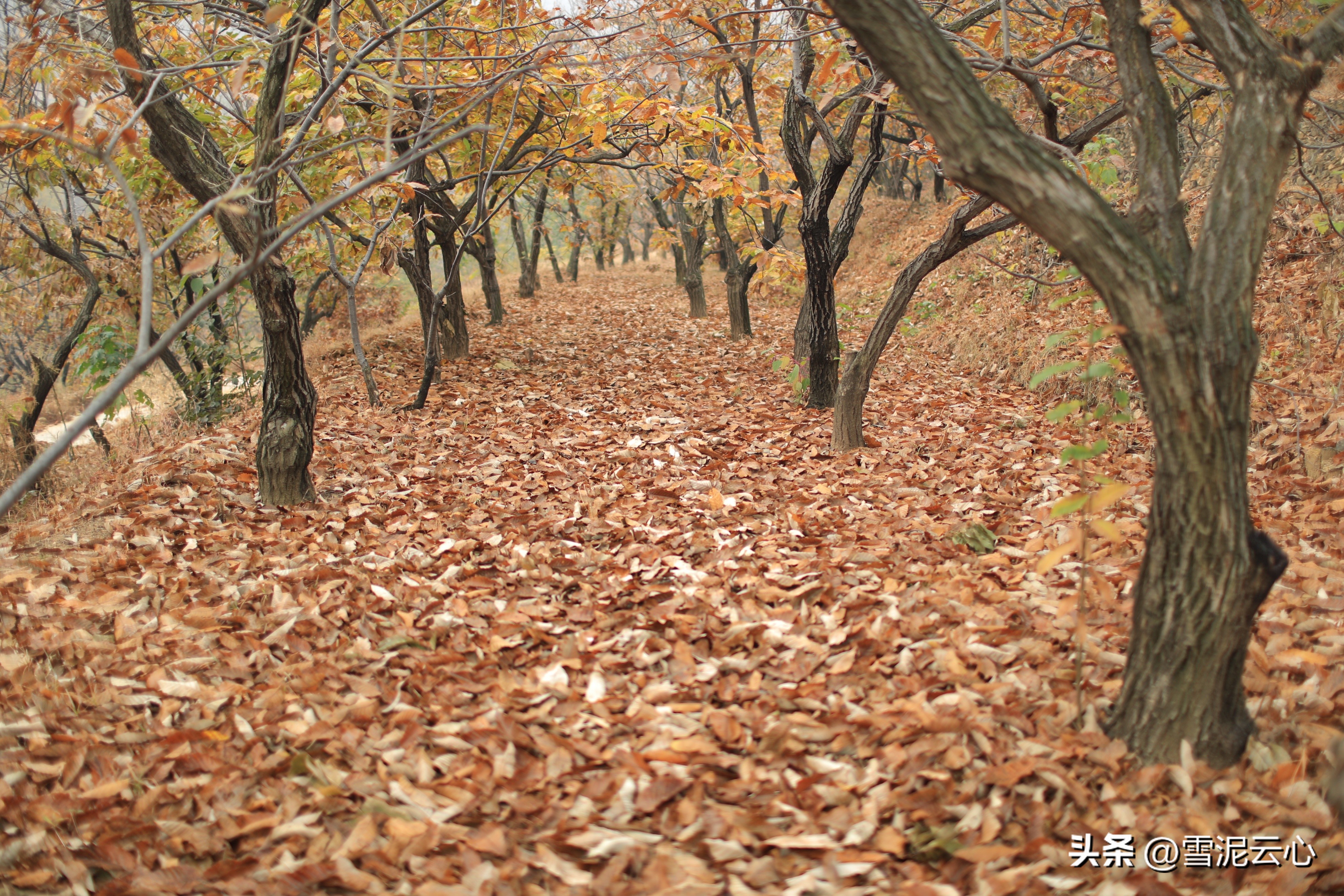 初冬山林的红叶,初冬雨天山林视频