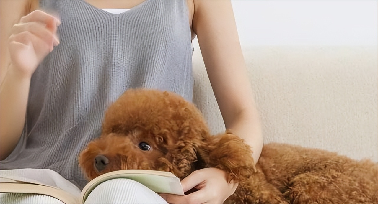 养泰迪有什么烦恼,养泰迪的五大误区