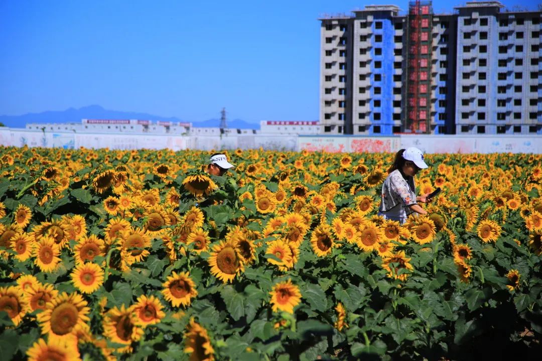 北京周边的向日葵花海,顺义向日葵花海