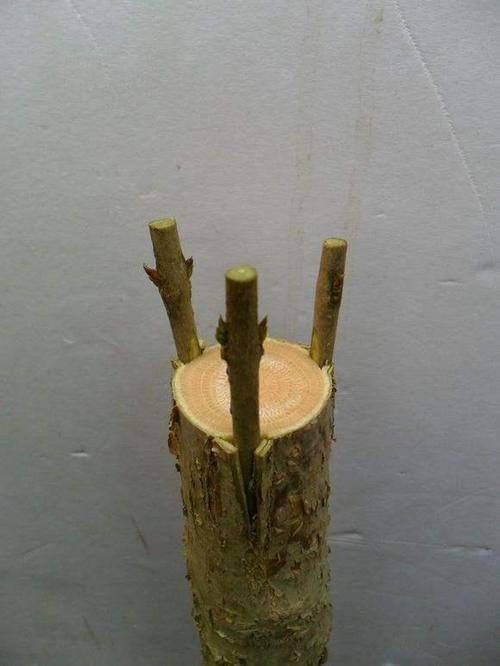 白兰花黑斑病怎么养护,白兰花是不是四季开