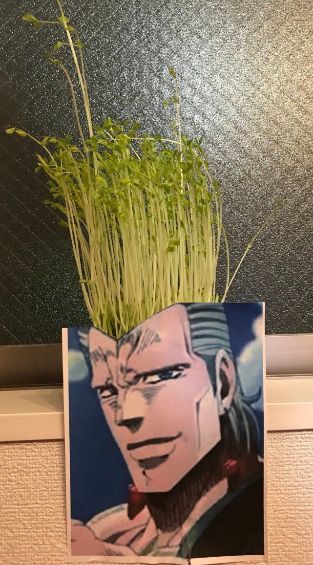 jojo真人发型,jojo波波同款发型