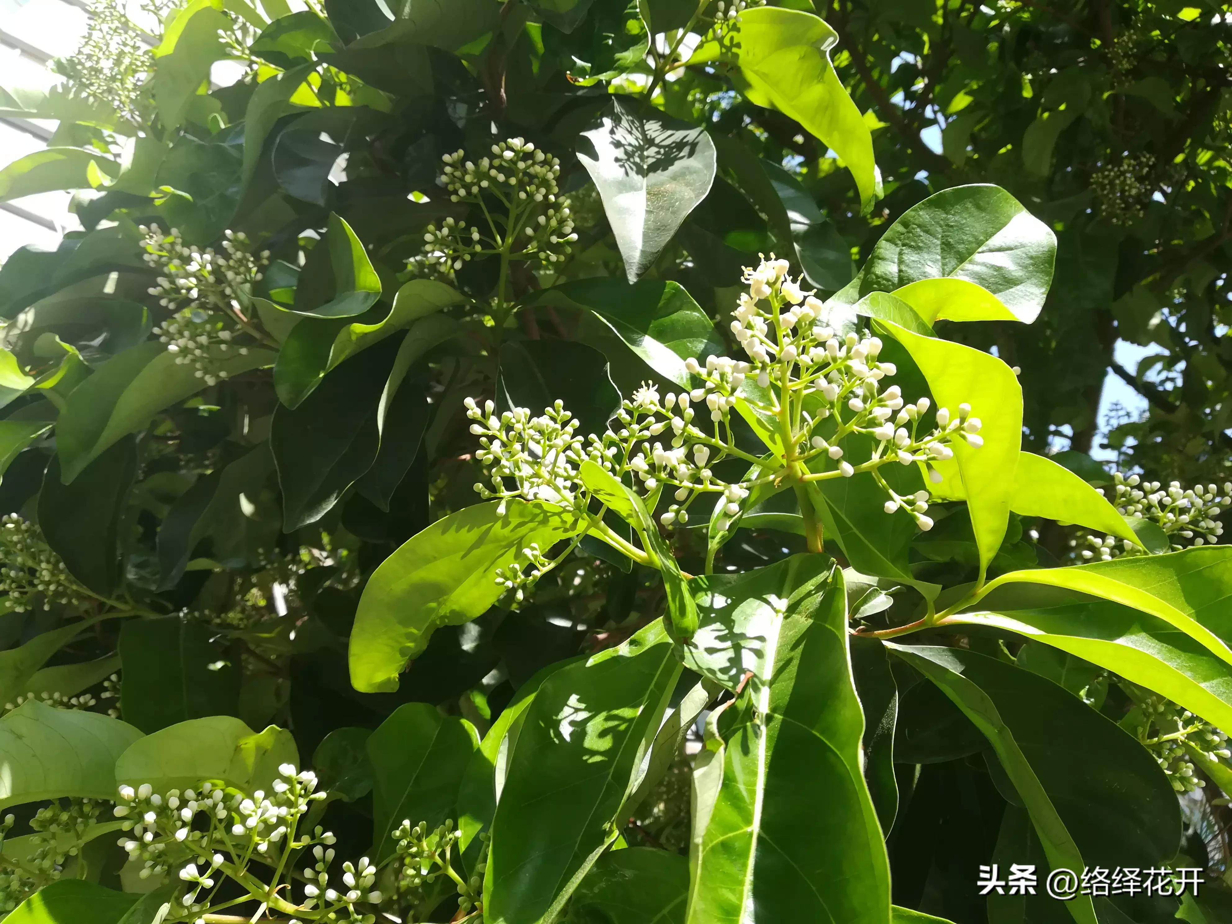 珊瑚树,珊瑚树图片